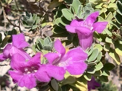 Leucophyllum