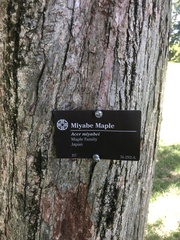 Acer miyabei