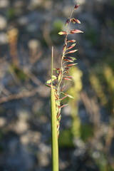 Ehrharta calycina