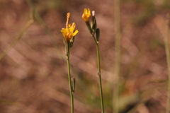 Chondrilla juncea