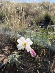 Oenothera pallida