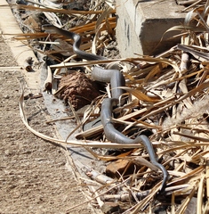 Dendroaspis polylepis