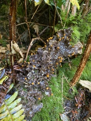 Peltigera membranacea