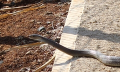 Dendroaspis polylepis