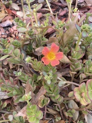 Portulaca umbraticola