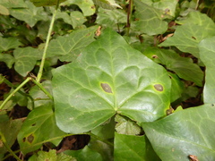 Colletotrichum trichellum
