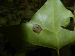 Colletotrichum trichellum
