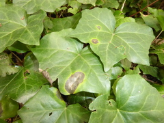 Colletotrichum trichellum