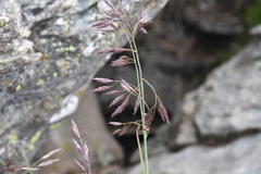 Festuca altaica