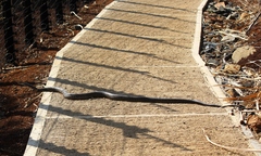 Dendroaspis polylepis