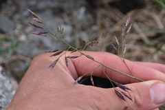 Festuca altaica