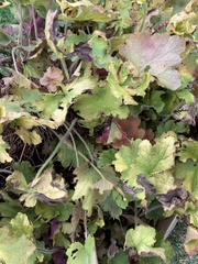 Heuchera