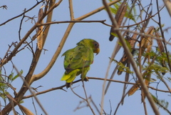 Amazona albifrons