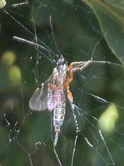 Itoplectis conquisitor