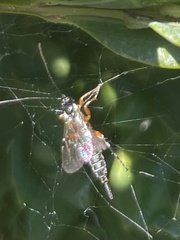 Itoplectis conquisitor