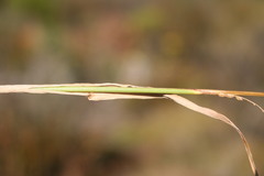 Paspalum dilatatum