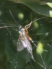 Itoplectis conquisitor