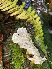 Peltigera membranacea