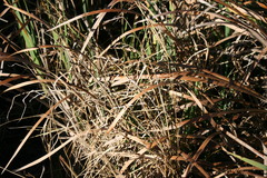 Paspalum dilatatum