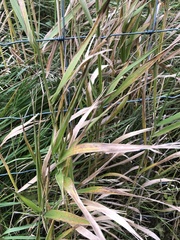 Phalaris arundinacea