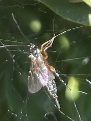 Itoplectis conquisitor