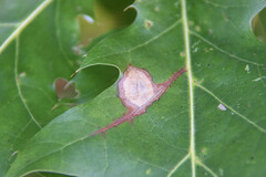 Taphrina caerulescens