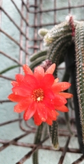 Lobivia silvestrii