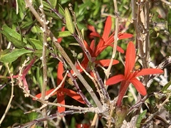 Anisacanthus