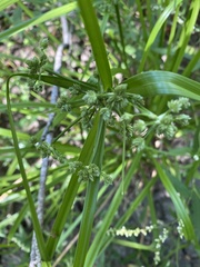 Cyperus virens