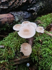 Mycena galericulata