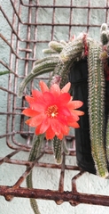 Lobivia silvestrii