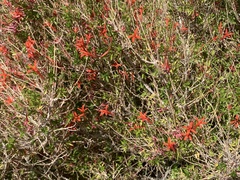 Anisacanthus