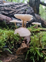 Mycena galericulata