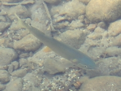 Oncorhynchus clarkii