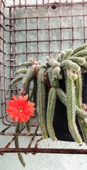 Lobivia silvestrii