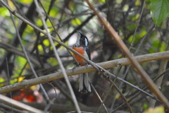 Granatellus venustus