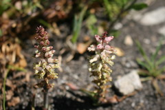 Lachenalia lactosa