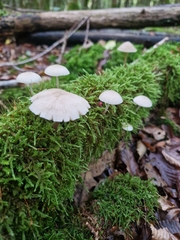 Mycena galericulata