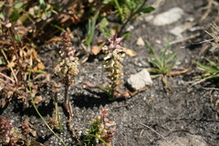 Lachenalia lactosa