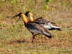 Theristicus caudatus