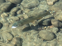 Oncorhynchus clarkii