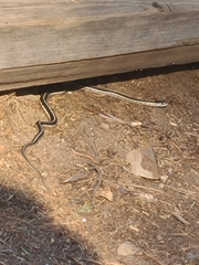 Thamnophis elegans elegans