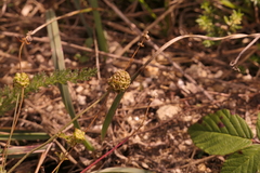 Sanguisorba minor