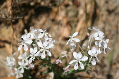 Lapeirousia pyramidalis pyramidalis