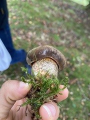 Neoboletus luridiformis