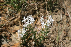 Lapeirousia pyramidalis pyramidalis