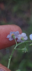 Myosotis scorpioides
