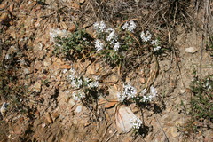 Lapeirousia pyramidalis pyramidalis