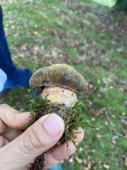 Neoboletus luridiformis