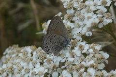 Satyrium behrii